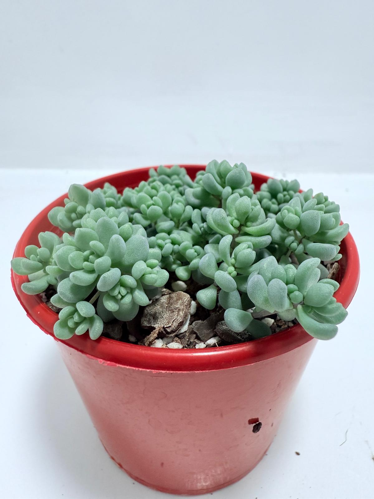 Sedum dasyphyllum ‘Lilac Mound’ – Corsican Stonecrop | Hardy Groundcover Succulent (Wholesale)