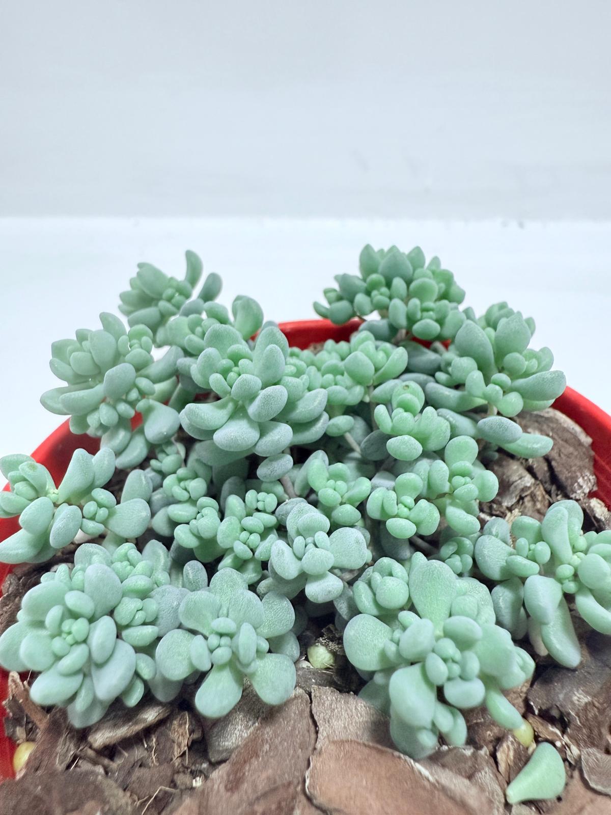 Sedum dasyphyllum ‘Lilac Mound’ – Corsican Stonecrop | Hardy Groundcover Succulent (Wholesale)
