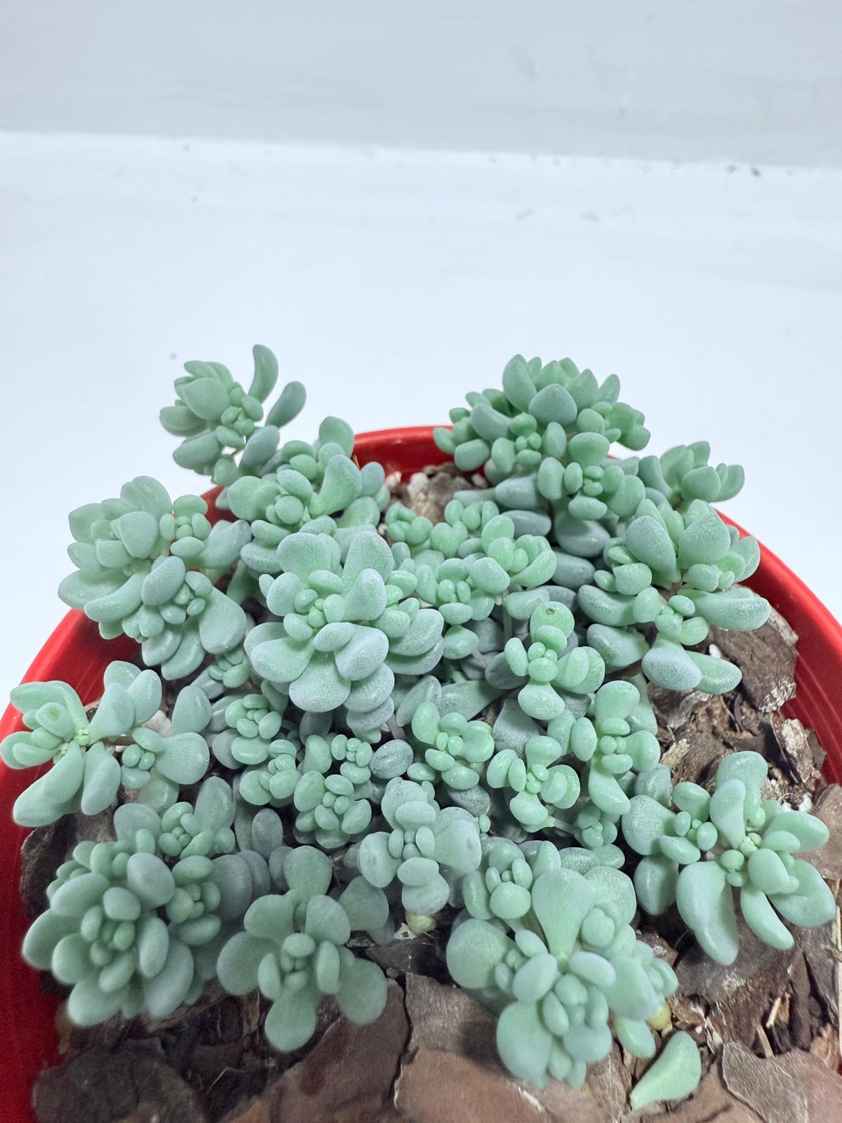 Sedum dasyphyllum ‘Lilac Mound’ – Corsican Stonecrop | Hardy Groundcover Succulent (Wholesale)