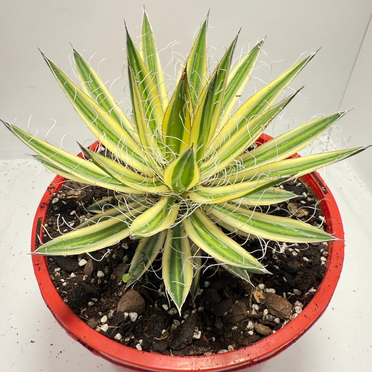 Agava Royal Flush - 210mm