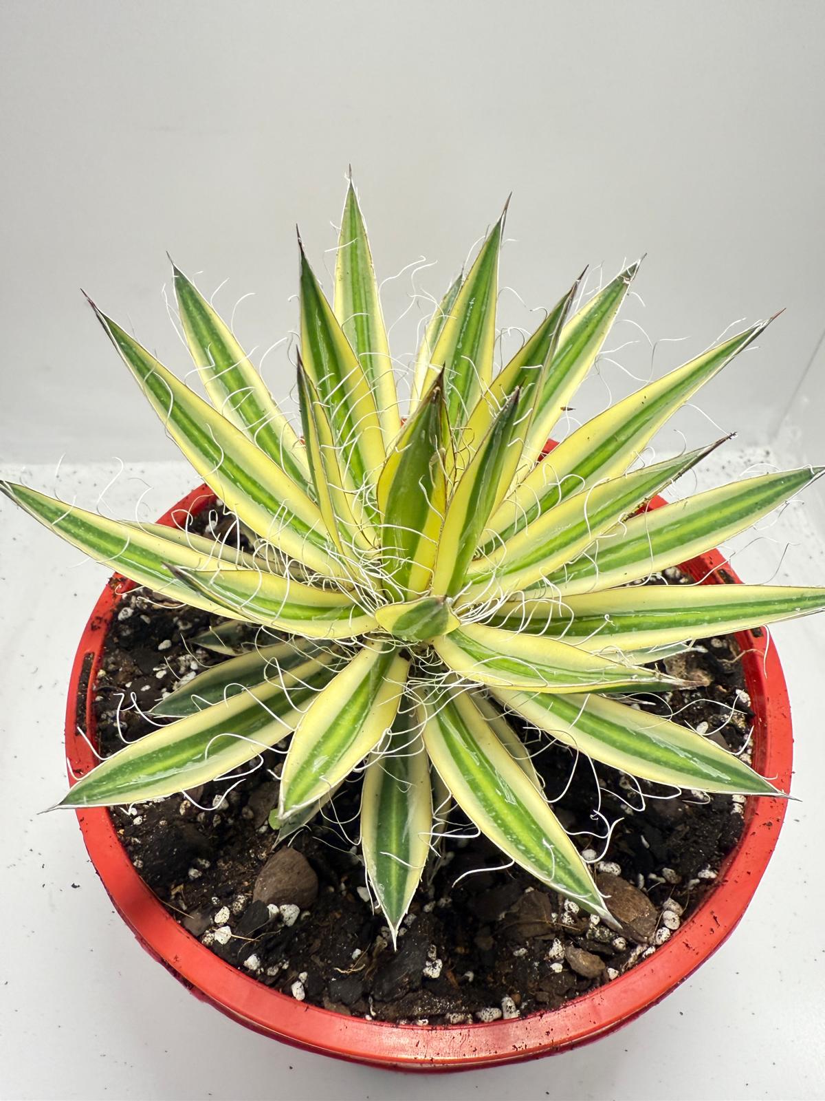 Agava Royal Flush - 210mm