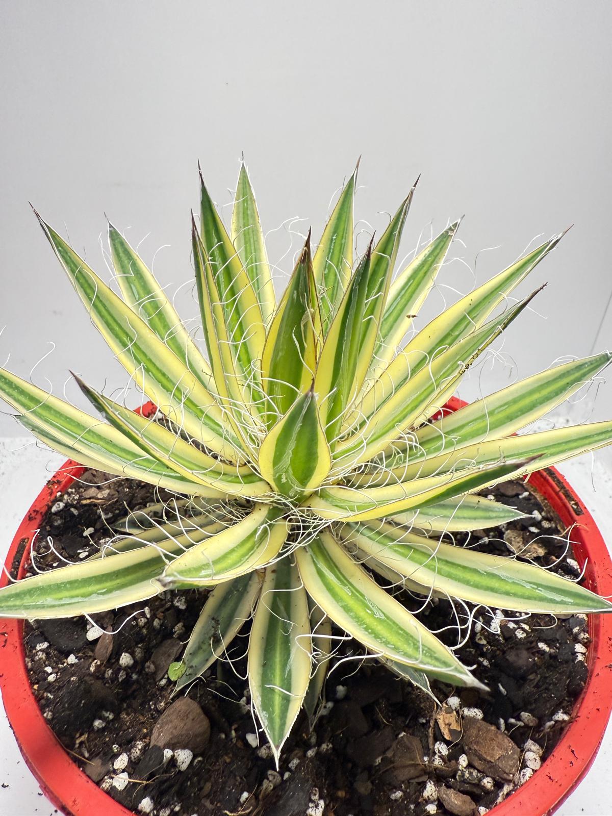 Agava Royal Flush - 210mm