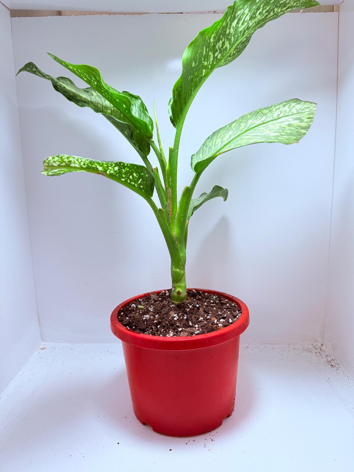Dieffenbachia Tropical Tiki
