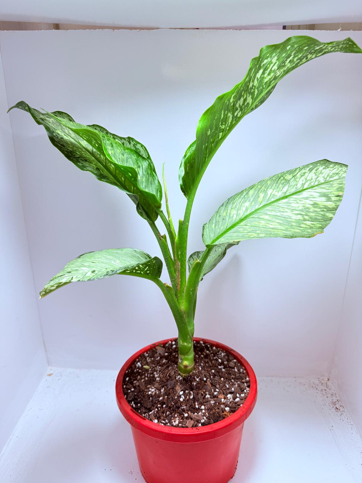 Dieffenbachia Tropical Tiki