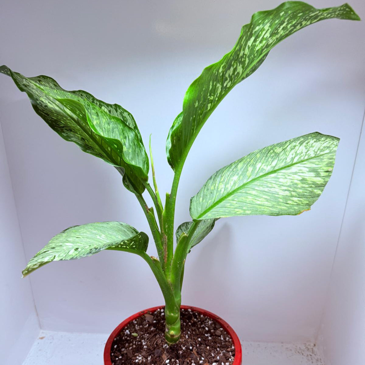 Dieffenbachia Tropical Tiki
