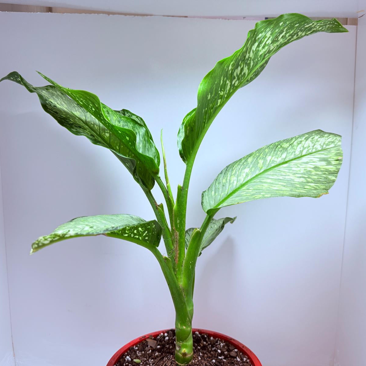Dieffenbachia Tropical Tiki