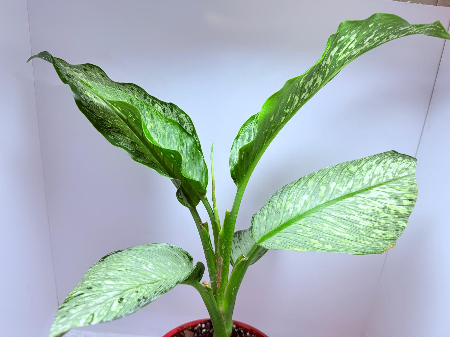 Dieffenbachia Tropical Tiki