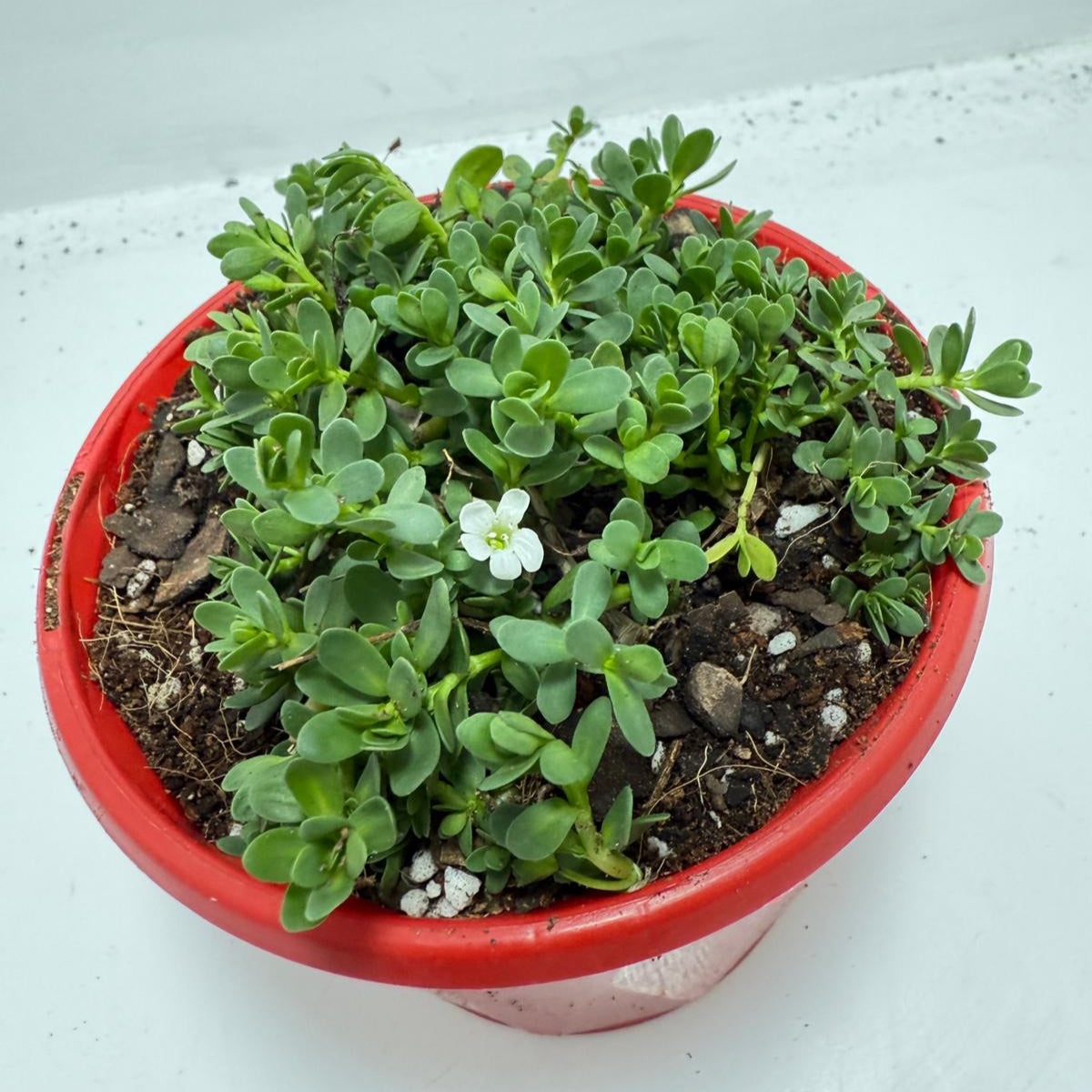 Brahmi (Bacopa Monnieri ) Brain tonic “Lunuwila”. - 130mm