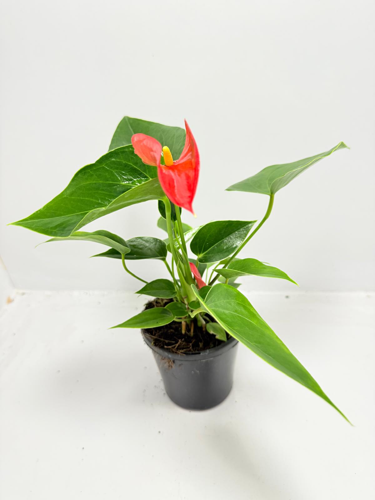 Anthurium ‘Michigan’ – Compact 100mm Potted Houseplant