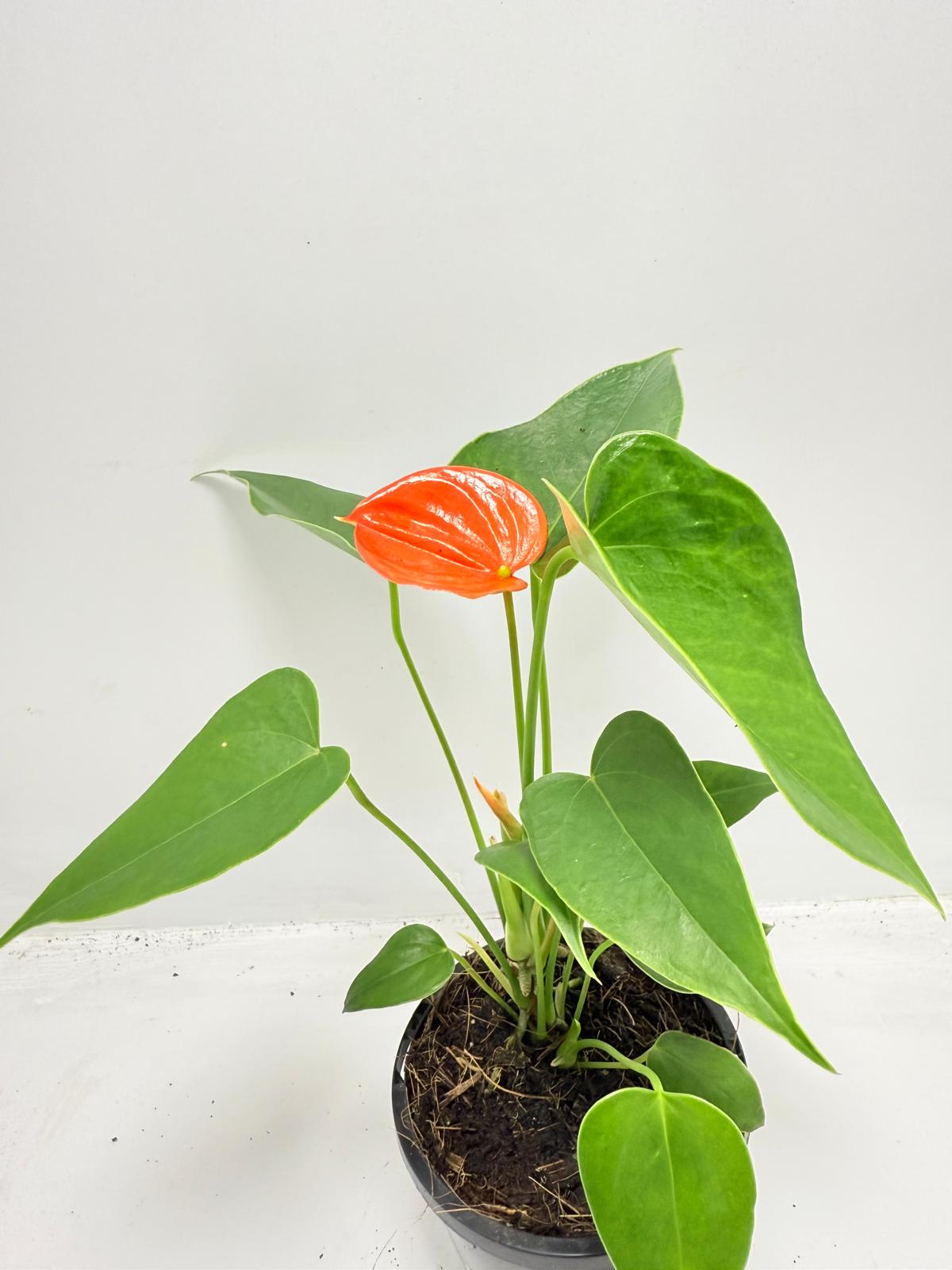 Anthurium Florida 100mm with pot