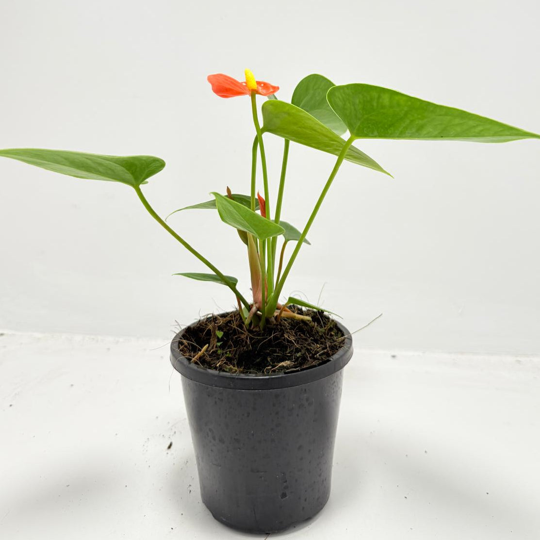 Anthurium ‘Sierra Orange’ 100mm with pot