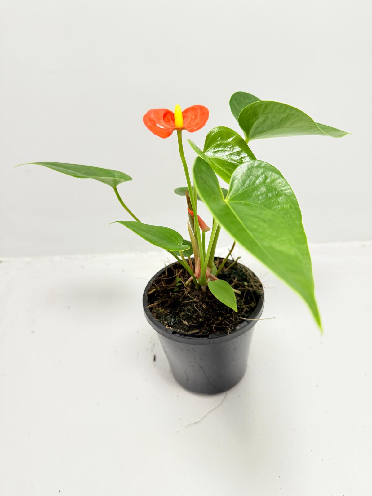 Anthurium ‘Sierra Orange’ 100mm with pot