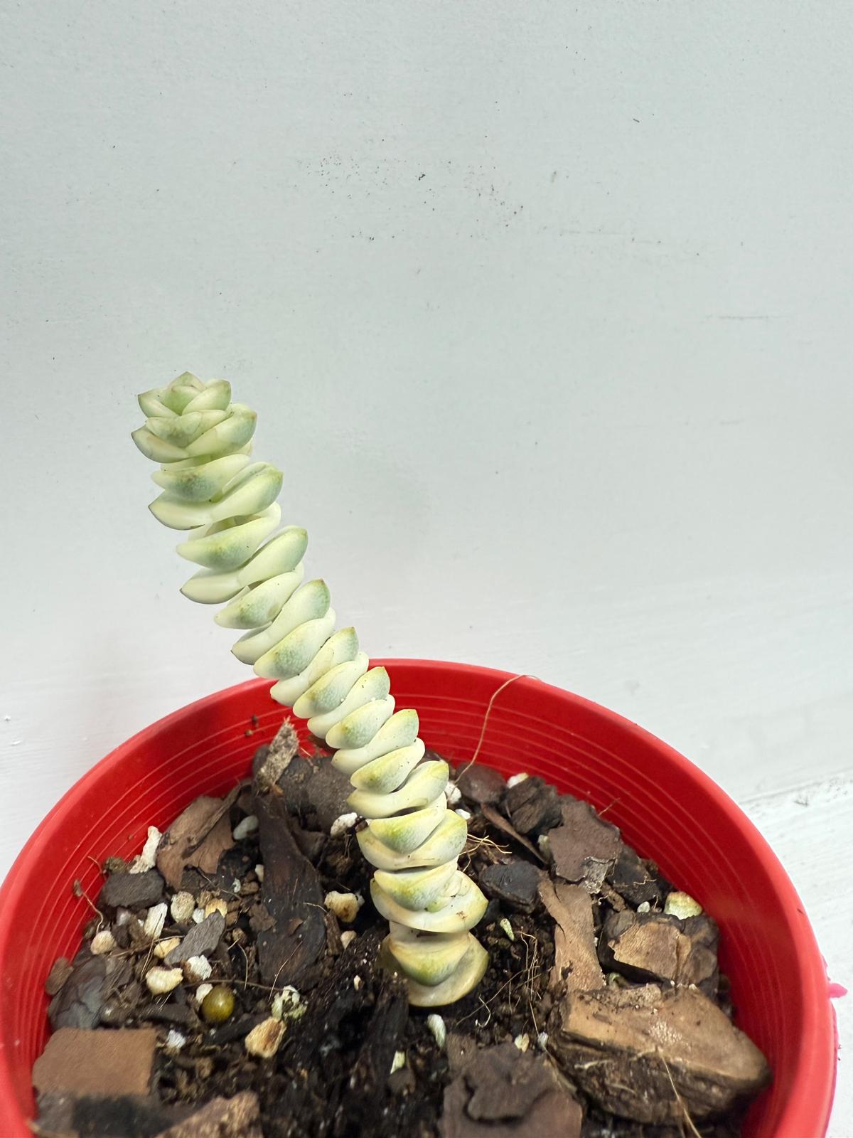 🌿 Crassula ‘Fantasy’ – Rare Hybrid Variegated Succulent 80mm pot size