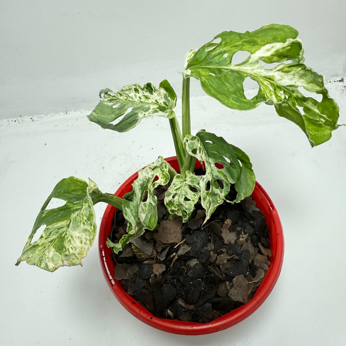 Minty Monstera – 130mm Pot