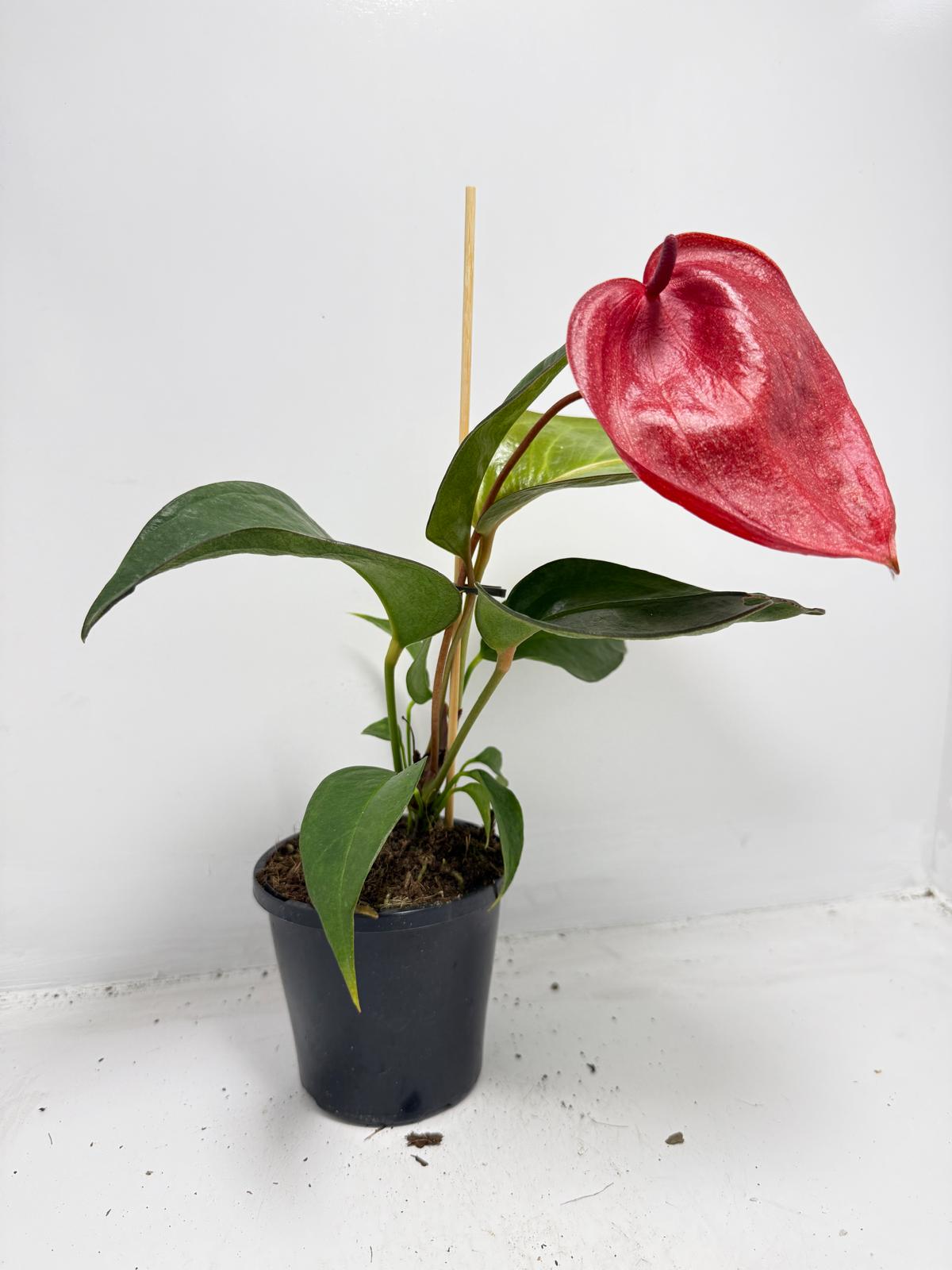 Anthurium Suzan Scherzerianum Pigtail- Choco