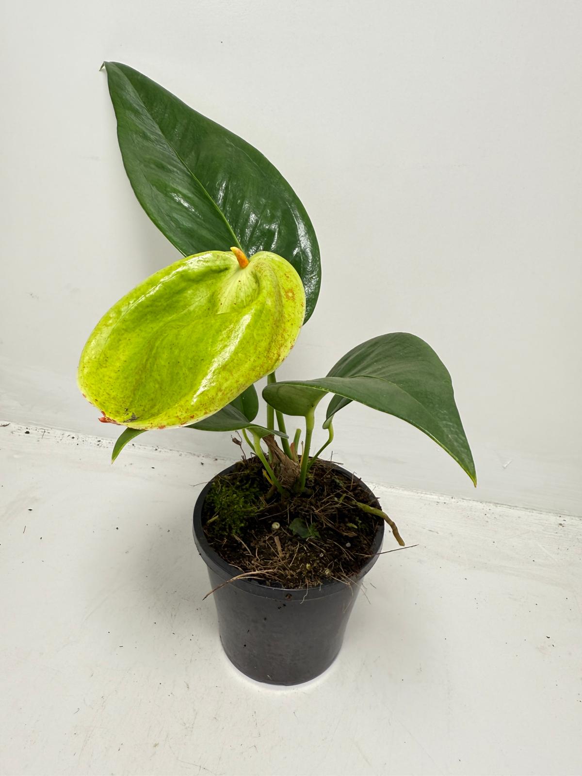 Anthurium Suzan Scherzerianum Pigtail- Britt 100mm -with pot