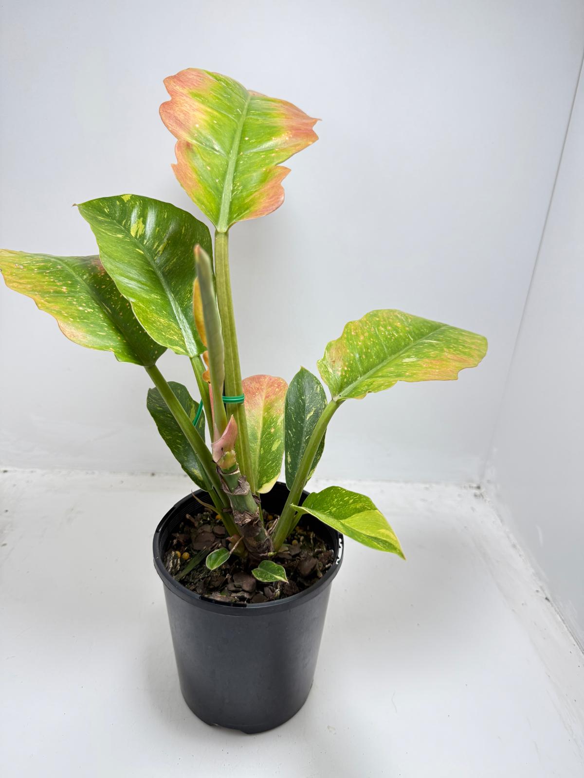Philodendron Ring Of Fire
