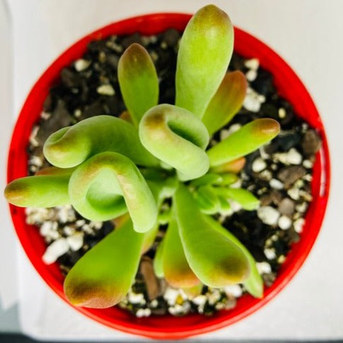 Crassula Shrek's Ears 130mm