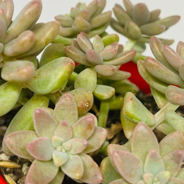 Sedeveria Pink Granite 80mm