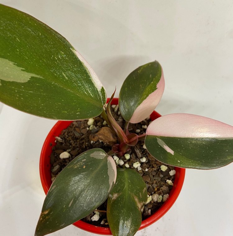 Philodendron Pink Princess