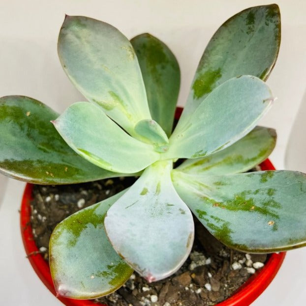 Pachyveria Blue Tongue 130mm