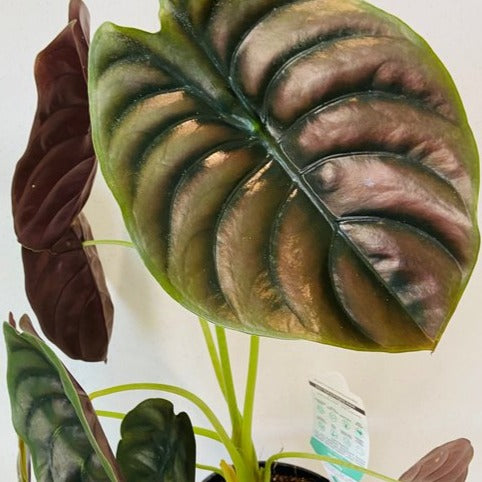 Alocasia Cuprea Red Secreat