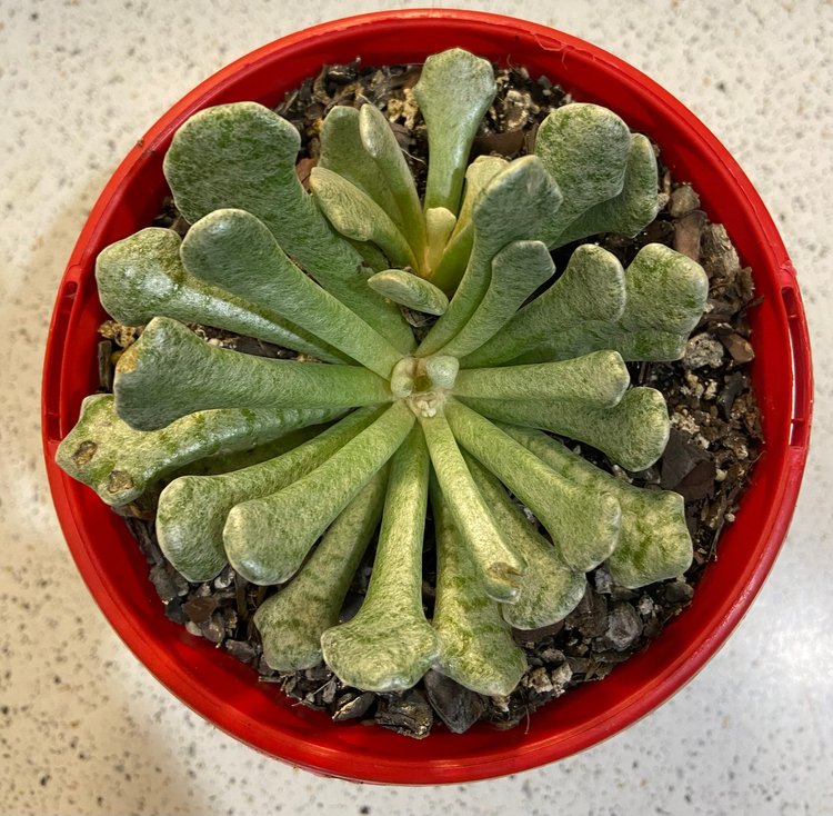 Senecio Scaposus V. Addoensis