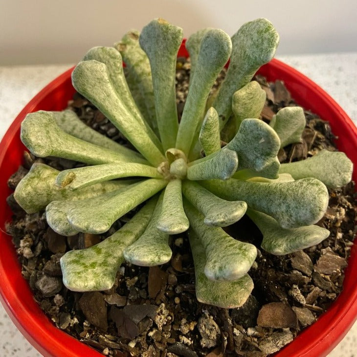 Senecio Scaposus V. Addoensis