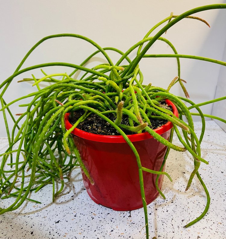 Rhipsalis Baccifera Succulents World