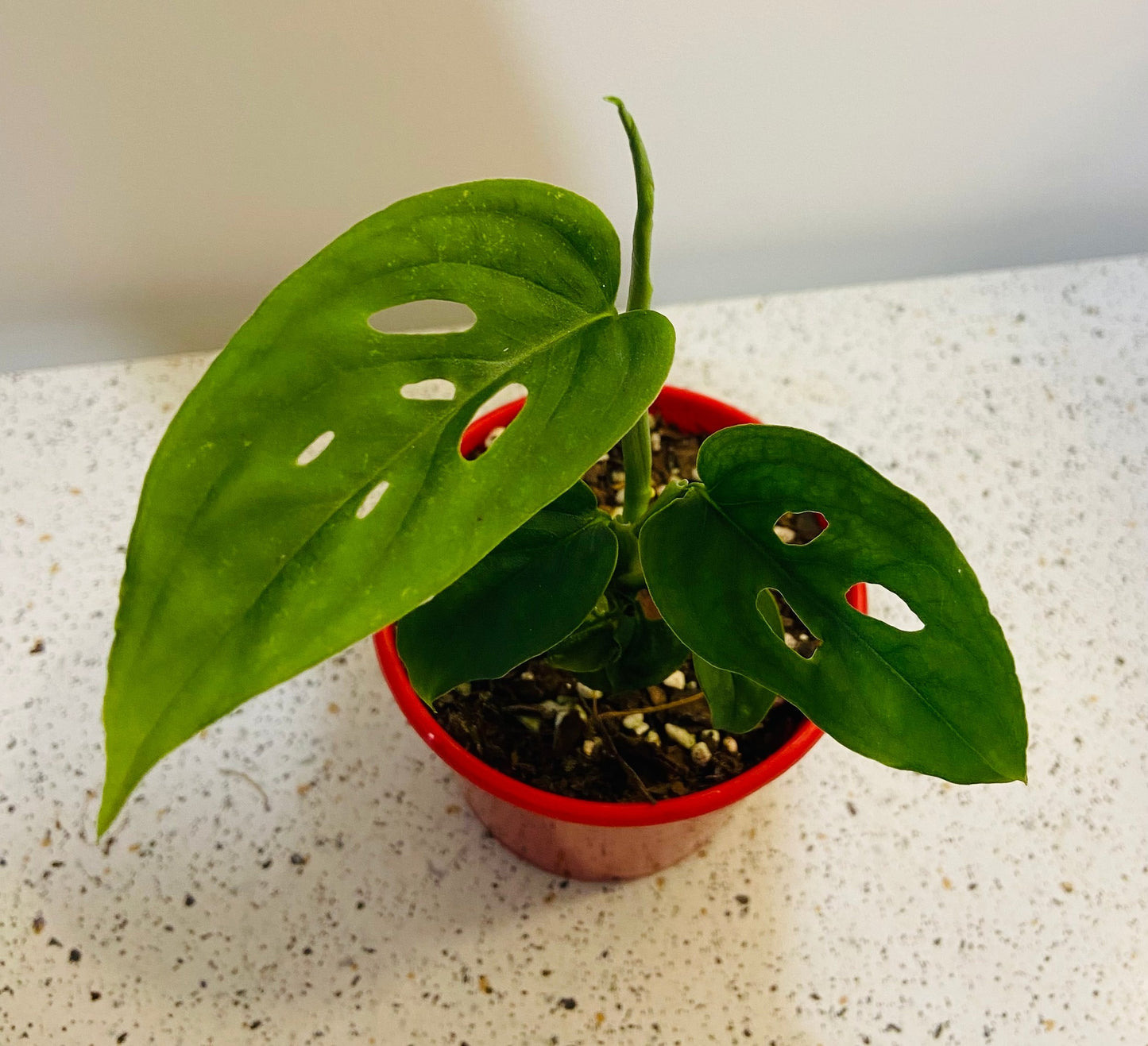 Monstera Adansonii
