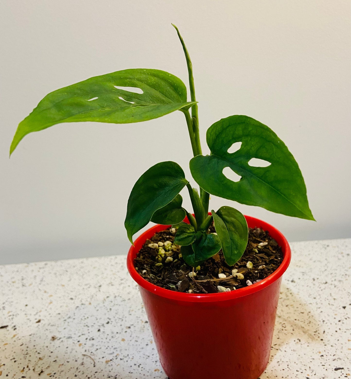 Monstera Adansonii