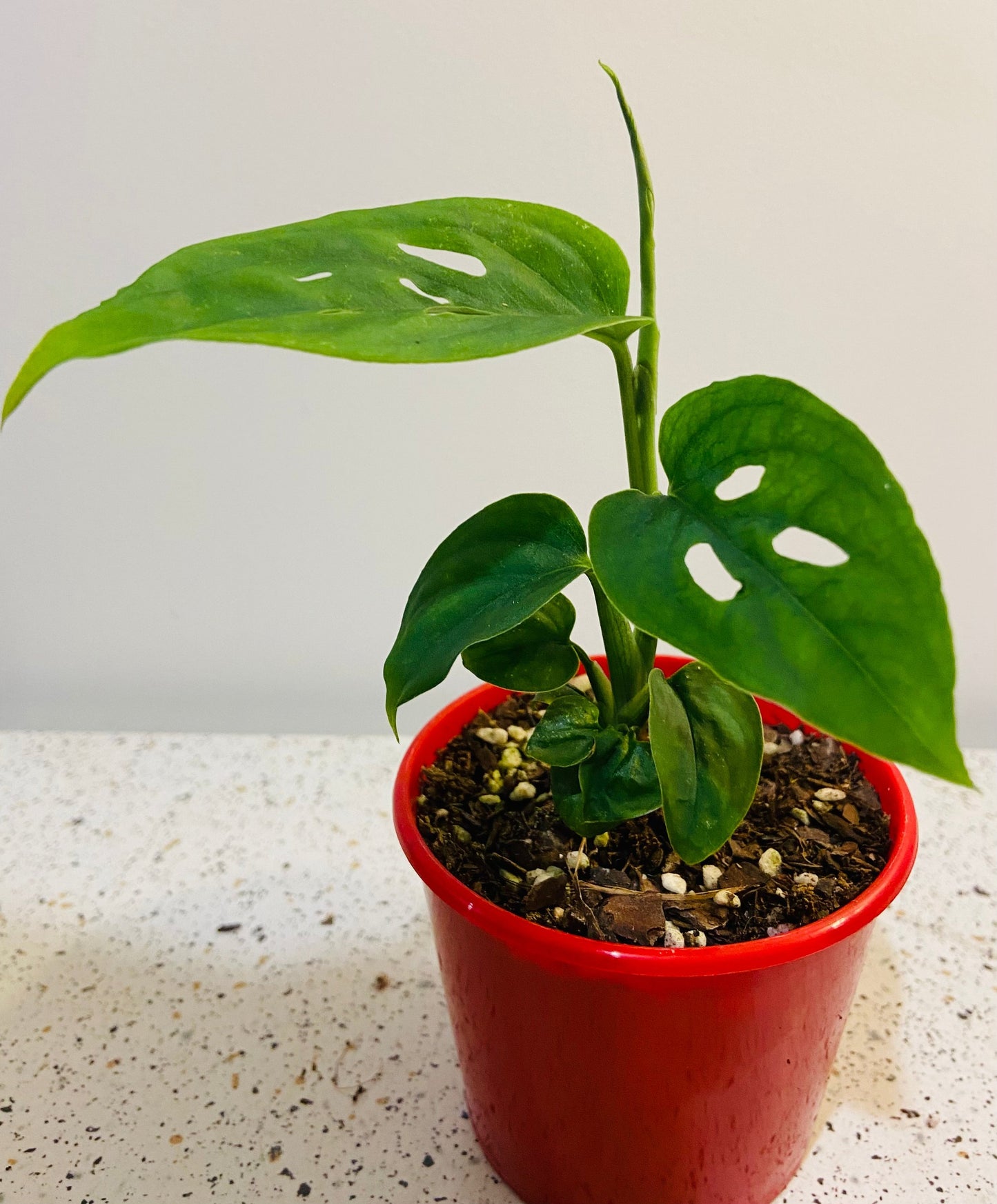 Monstera Adansonii