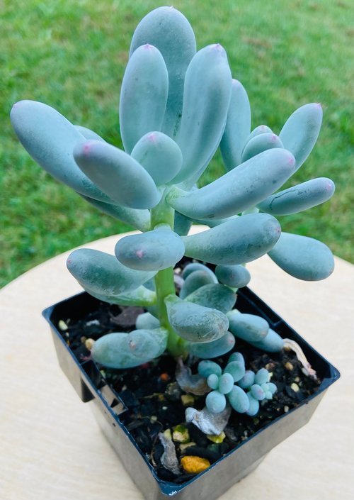 blue moonstone succulent Pachyphytum Glutinicaule – Succulents World