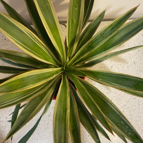 Yucca Carnival 130mm