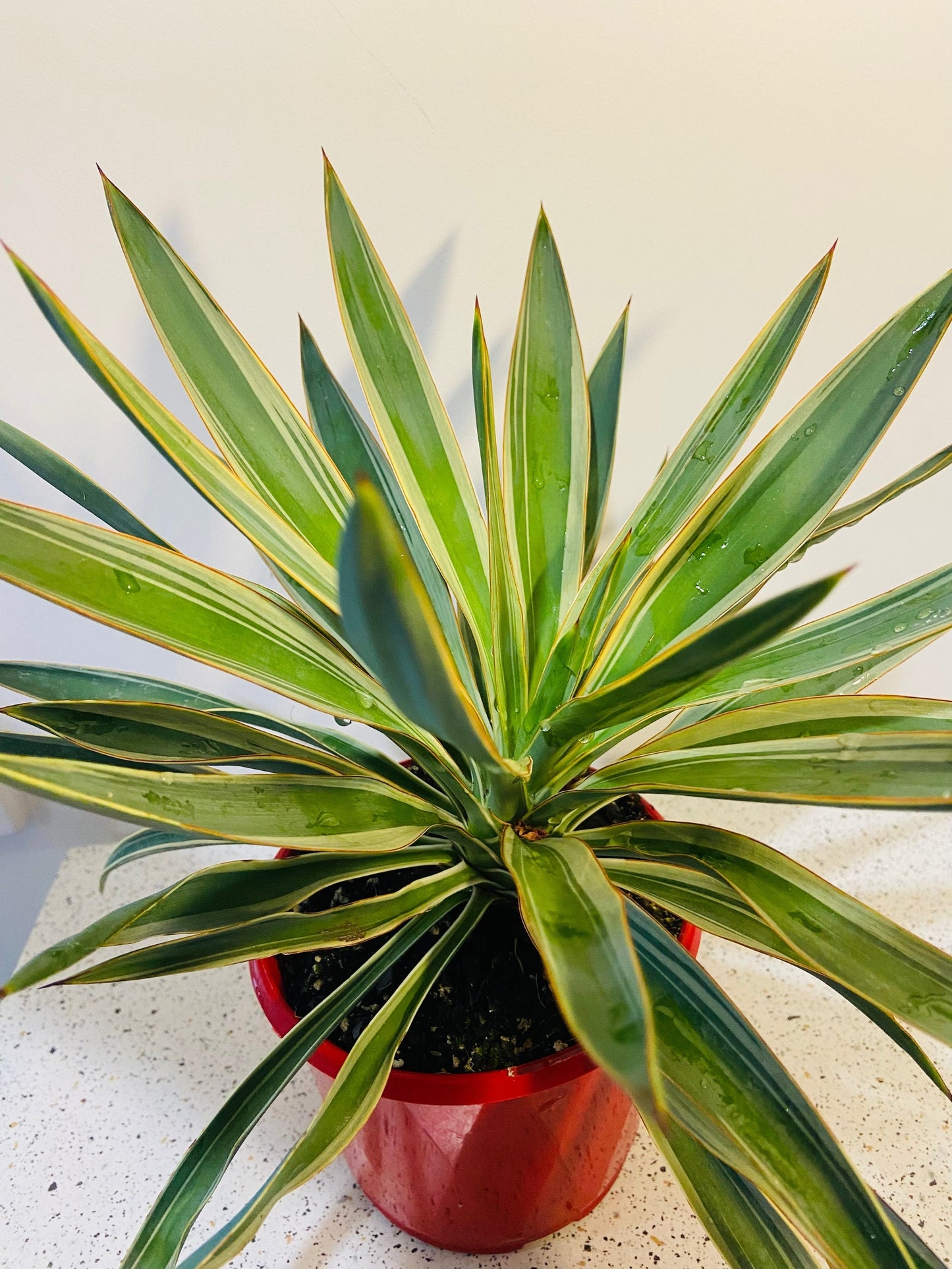 Yucca Carnival