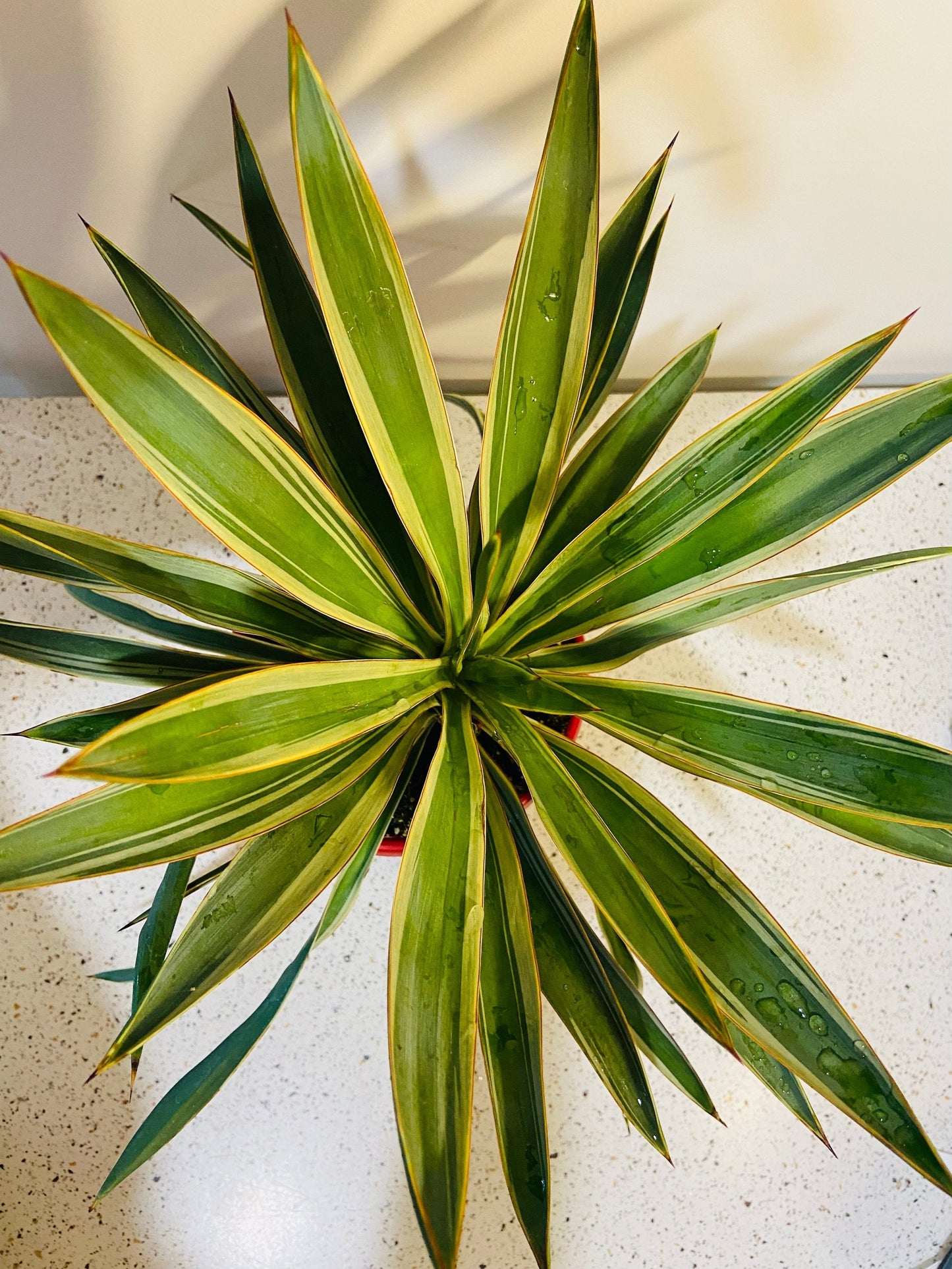 Yucca Carnival