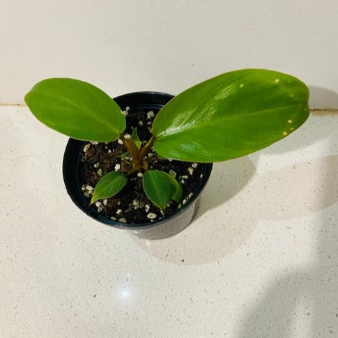 Philodendron Jungle Fever Green