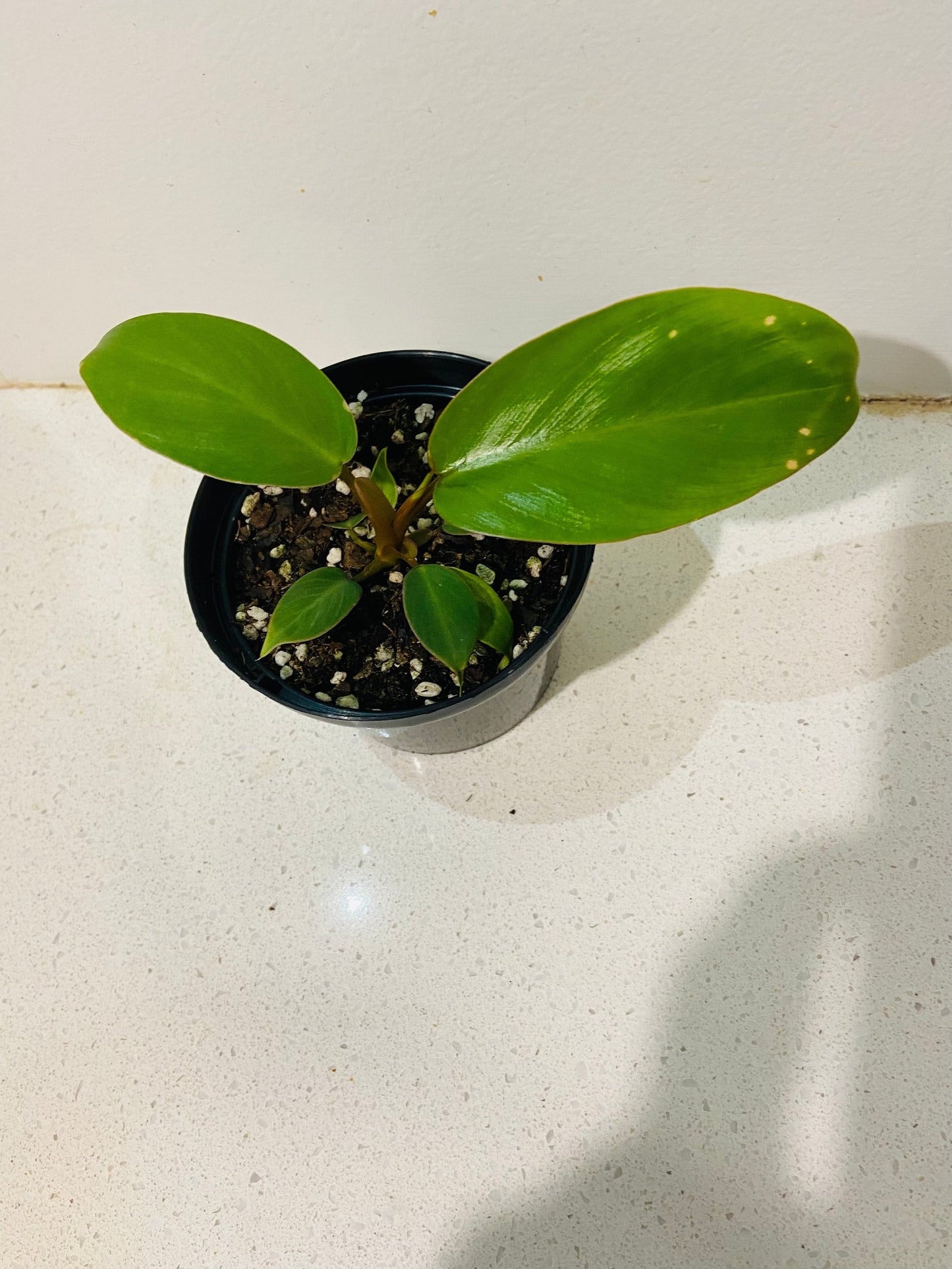 Philodendron Jungle Fever Green