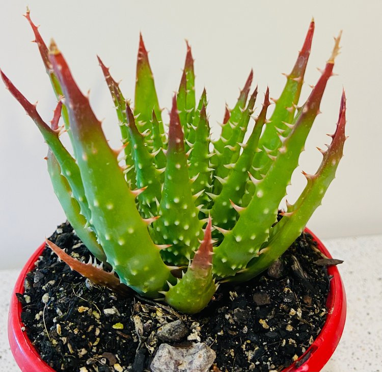 Aloe Bumble Bee TM 130mm