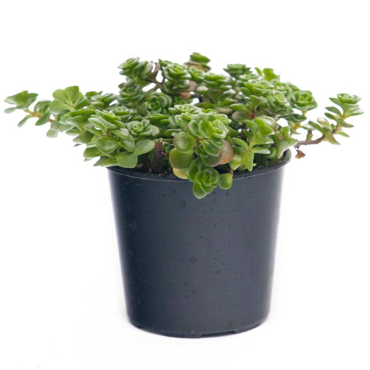 Sedum Limelight- "Green Mound"