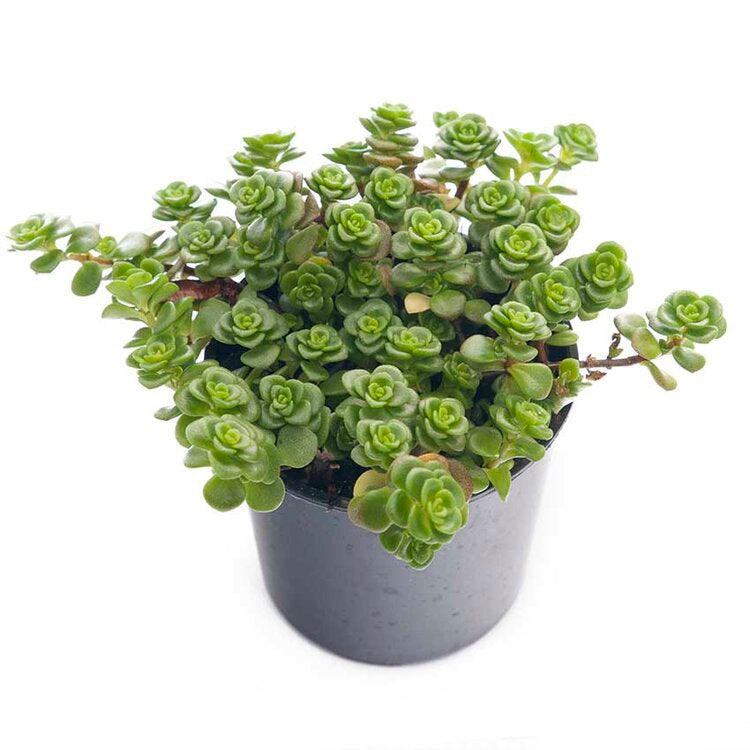 Sedum Limelight- "Green Mound"