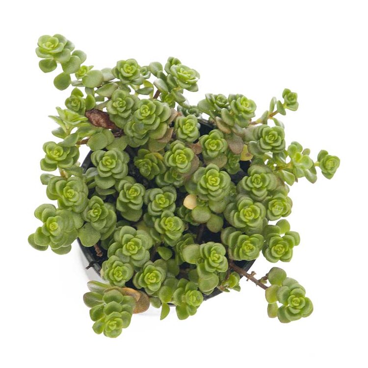 Sedum Limelight- "Green Mound"