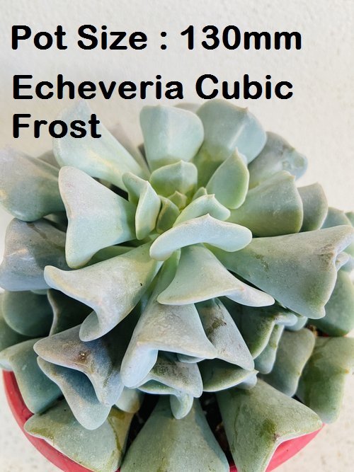 Echeveria Value Buster Pack - 1