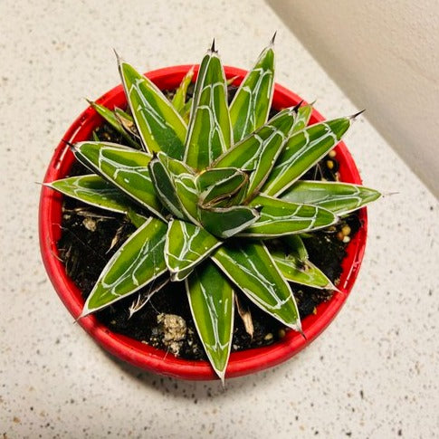 variegated succulents australia Buy Agave Golden Princess