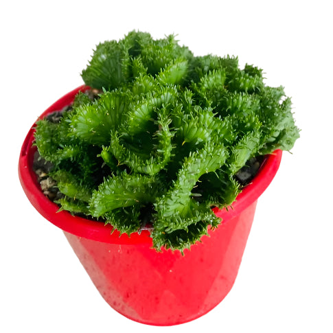 crested medusa succulent Euphorbia Flanaganii Crested Form – Succulents World