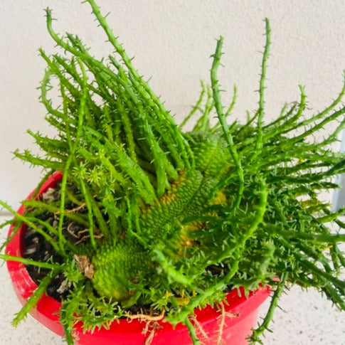 Euphorbia Flanaganii Body Crest