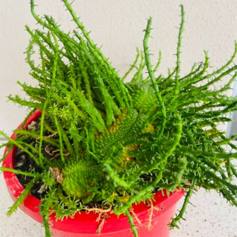 Euphorbia Flanaganii Body Crest