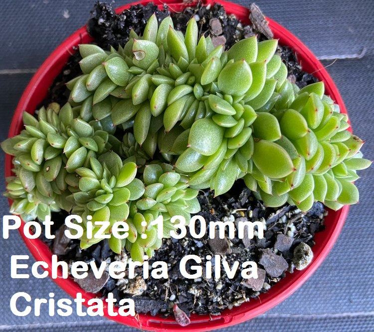 Echeveria Value Buster Pack - 2