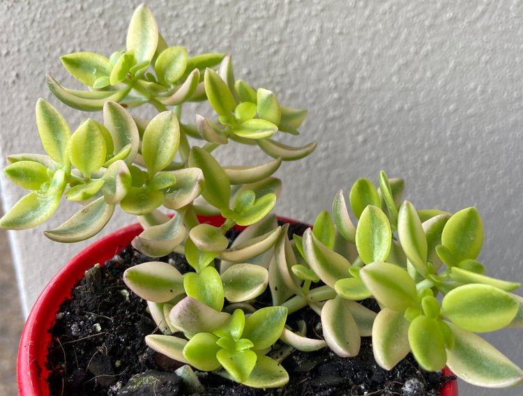Crassula Volkensii Variegated 80mm