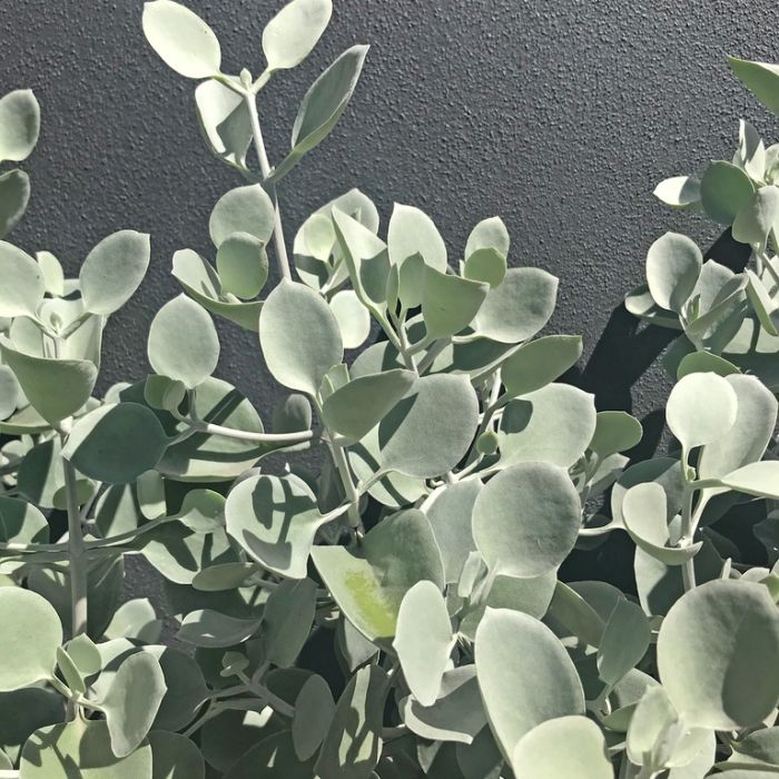 Kalanchoe Silver Spoons displayed in a terracotta pot, showcasing its distinctive silvery, spoon-shaped leaves under bright sunlight.
